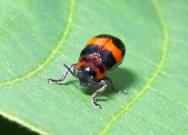 昆虫図鑑・クロオビツツハムシ